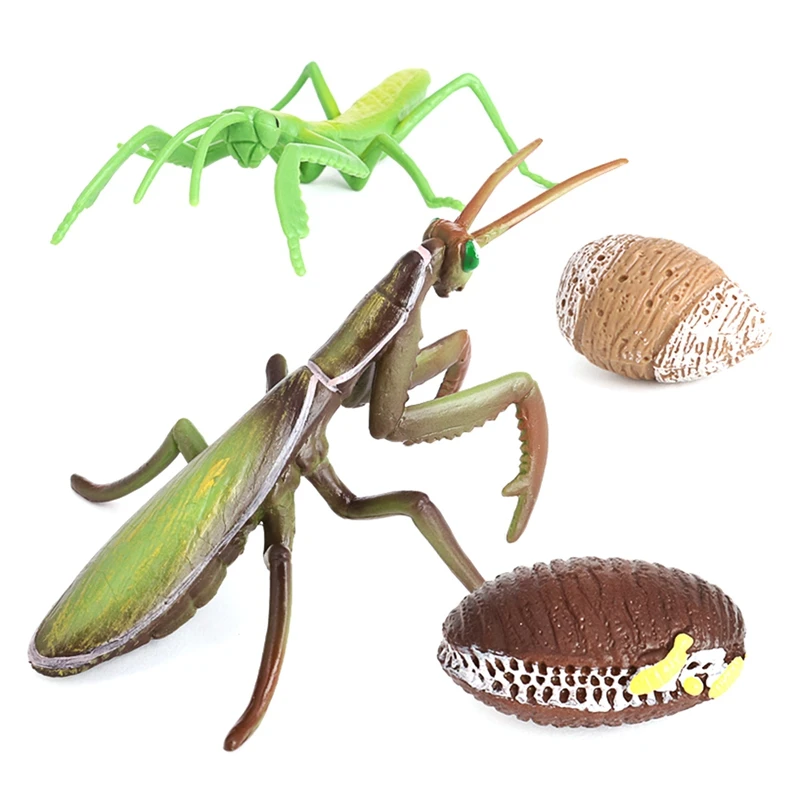 

Молитвенный цикл роста мантиса, жизненные циклы насекомых, модель животного, детское учебное пособие
