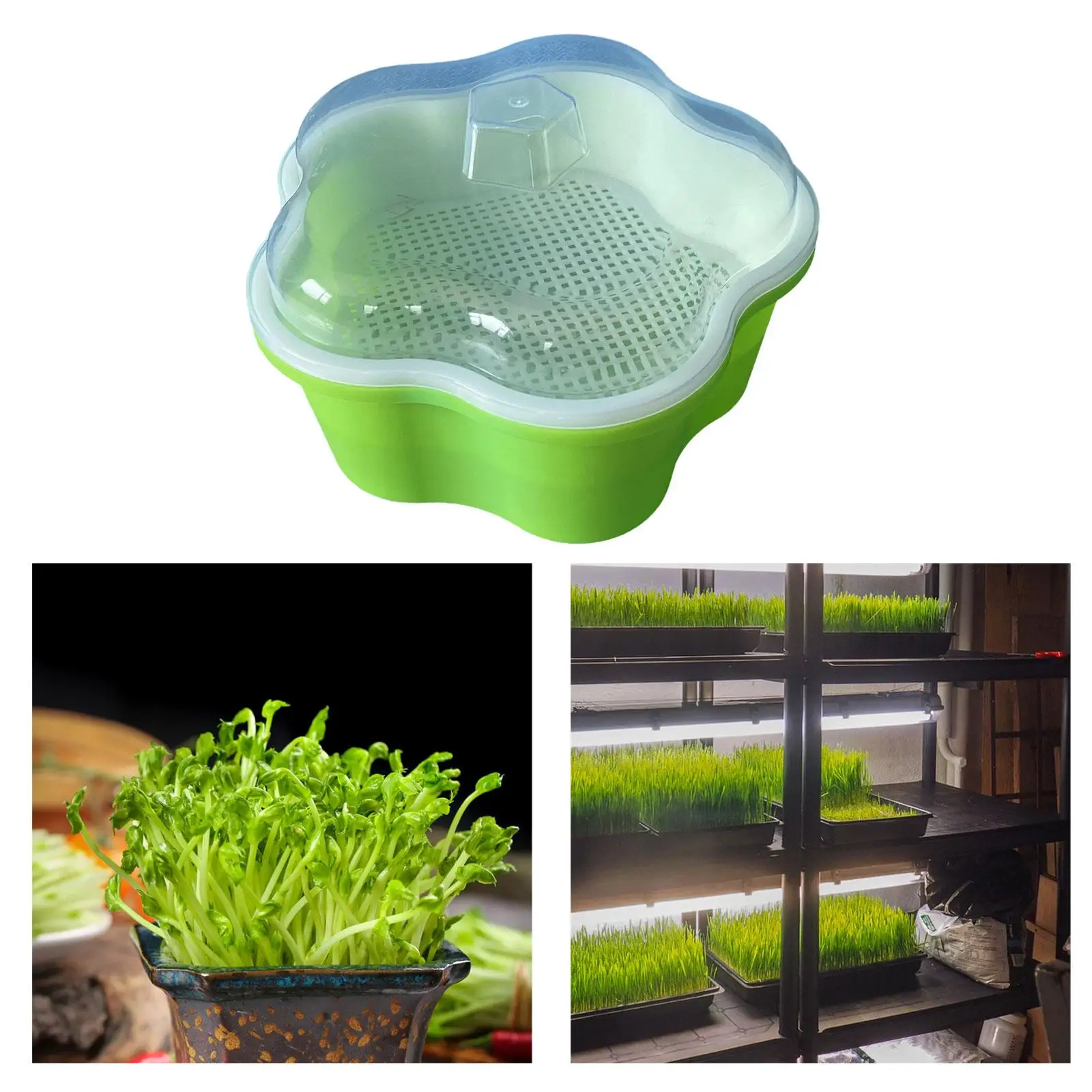 Лоток для проростков семян с крышкой Микрозелень выращивания ростков пшеничной