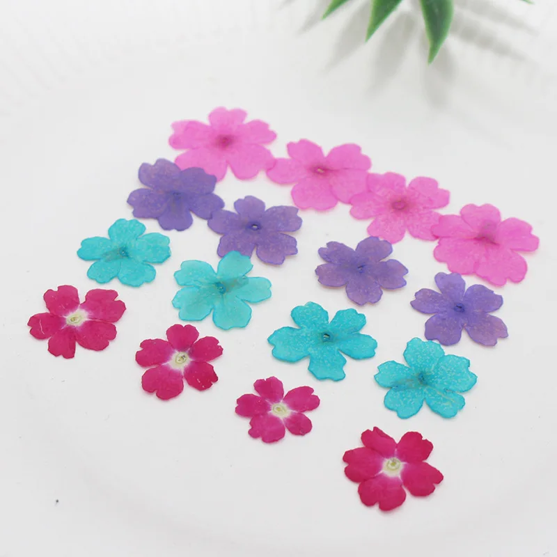 

Verbena Hybrida Voss Pressed Flowers for Resin Natural Dried Flower for Resin Jewelry Making Soap and Candle Making 12pcs/24pcs