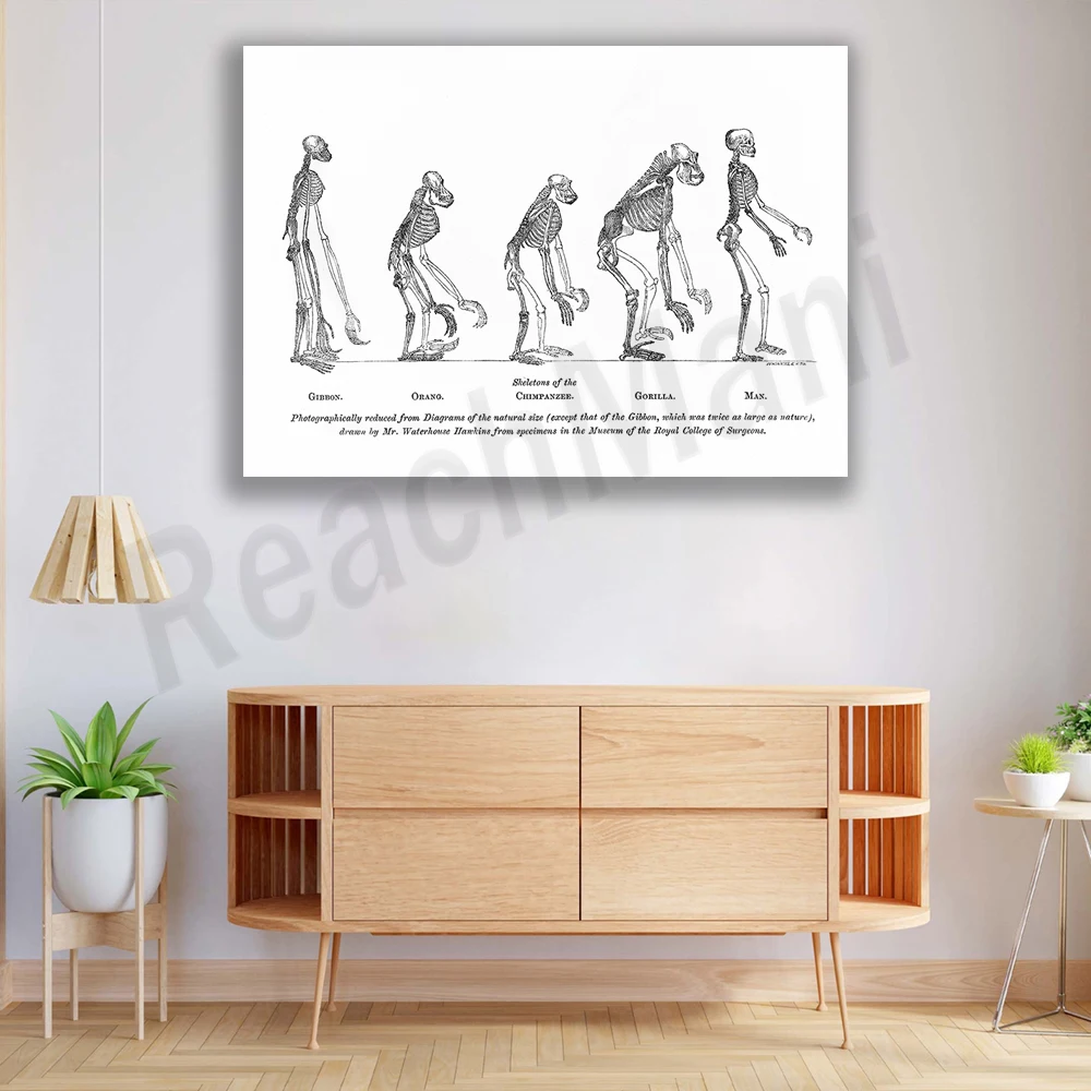 Доказательства человеческого места в природе человеческая эволюция