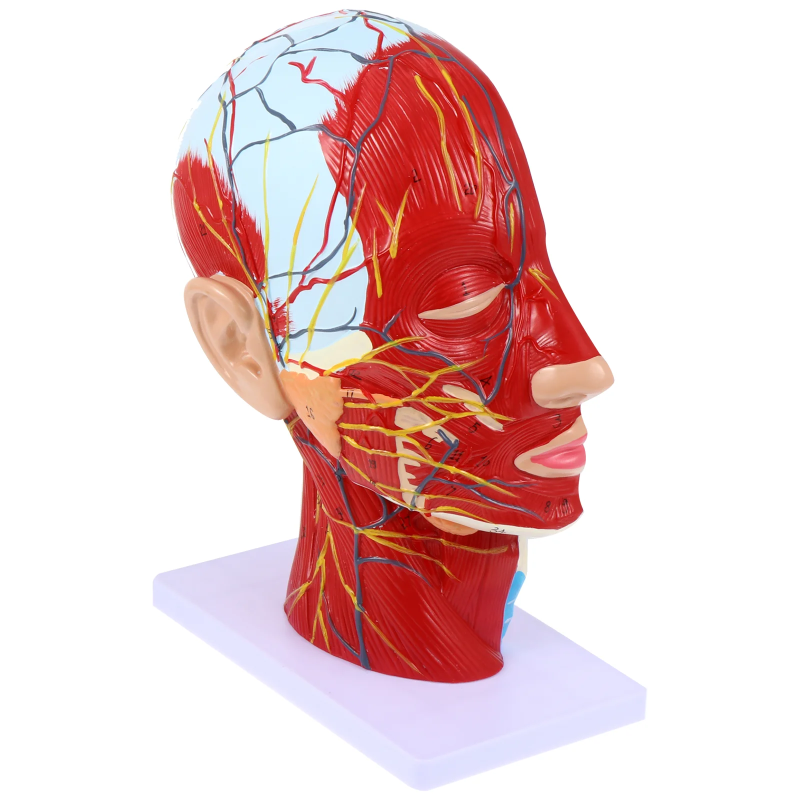 

1Pc Head Mid-Sagittal Section Model Fine 3D Light Brain Structure Model Head Anatomical Model Anatomy Model