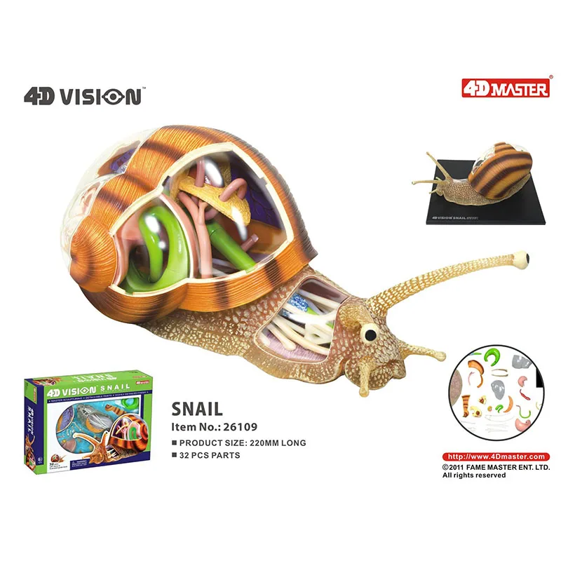 Анатомическая модель кота MDCA