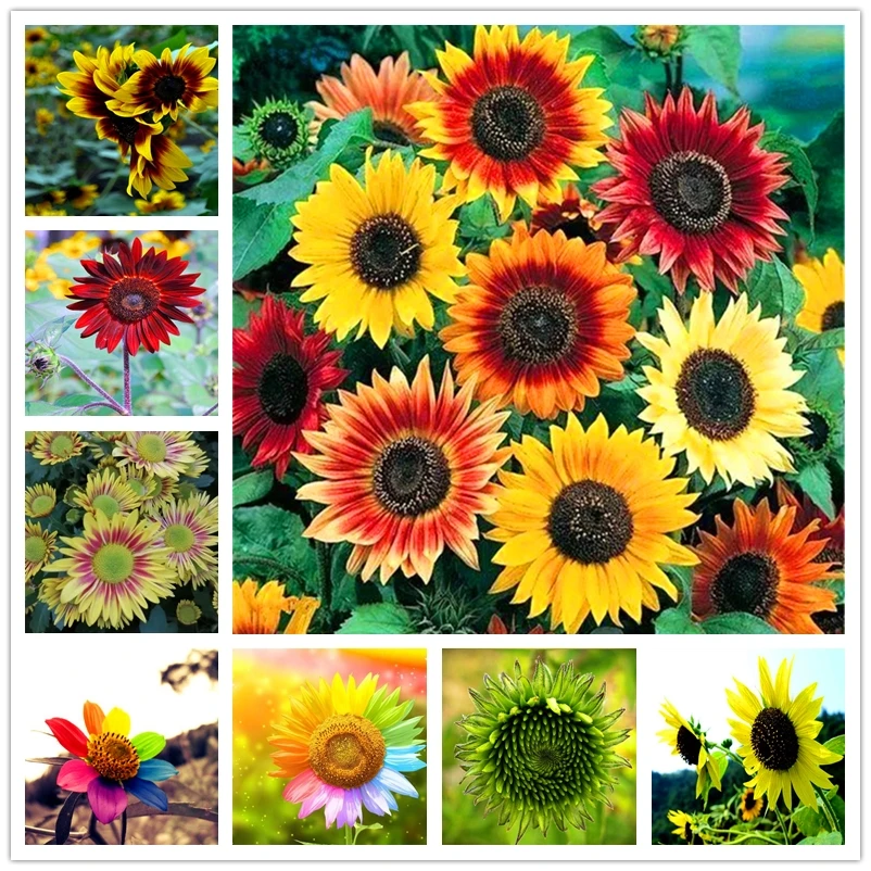 

50 шт./партия, цветки подсолнуха