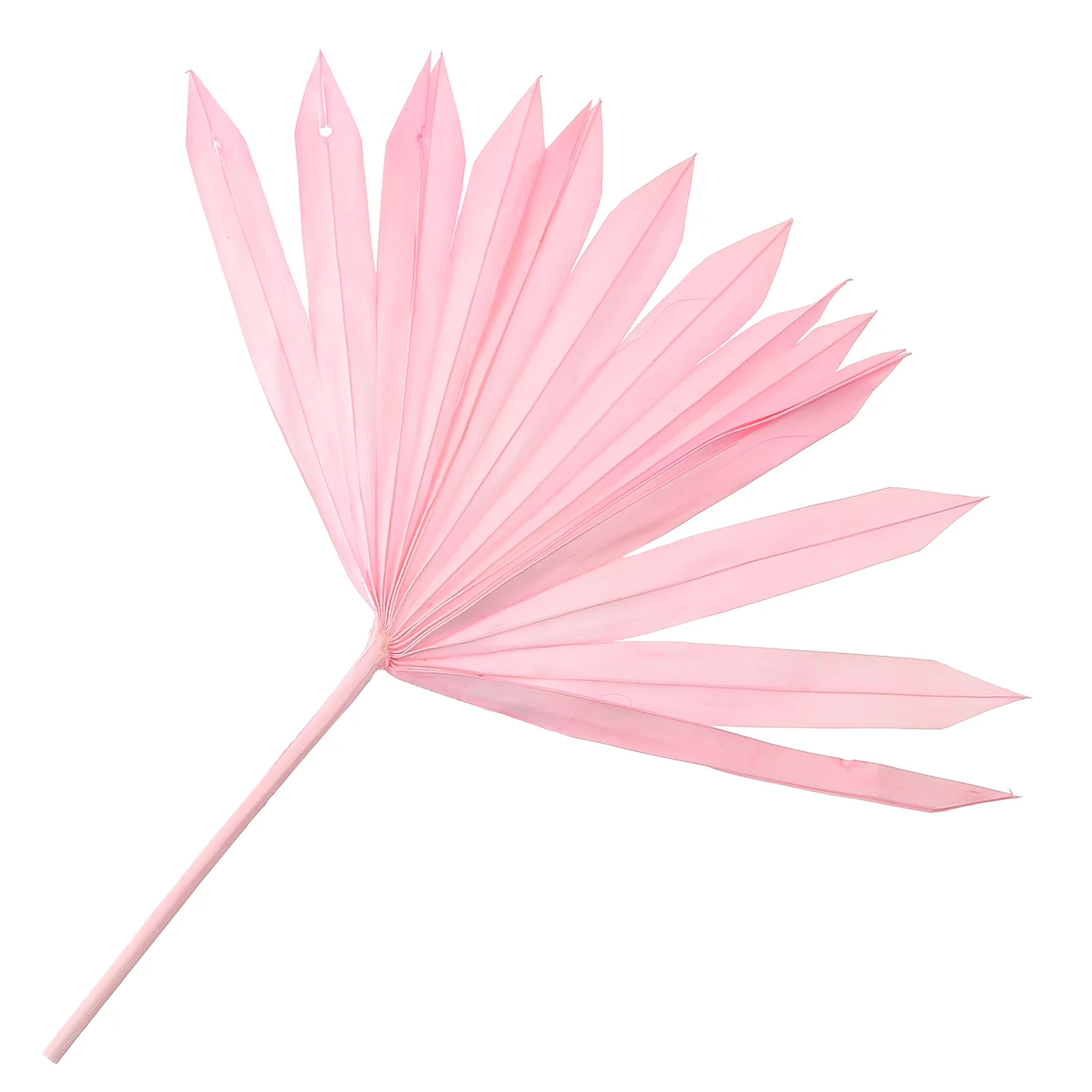 

Palm Leaf Dried Leaves Tropical Vase Stemfronds Fakebouquet Fanbranch Decor Plantornament Realistic Faux Layout Fillers Filler