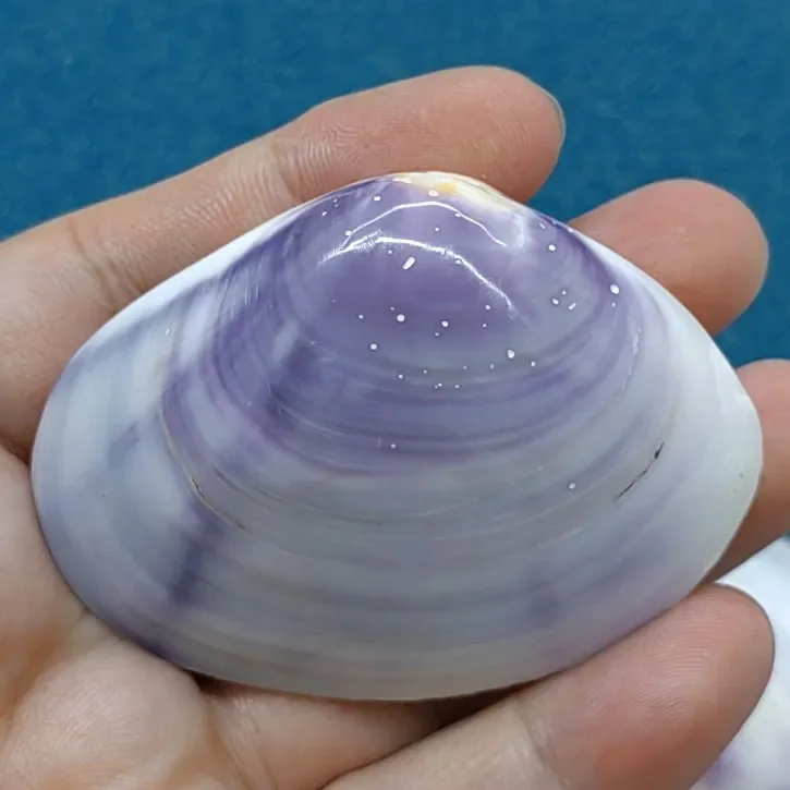 Полированные фиолетовые зернистые ракушки в виде ракушек идеально подходят для