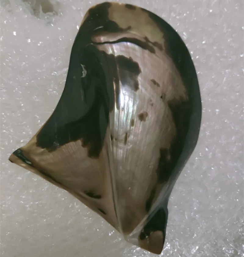 

Редкий морской пляж ракушки ремесла ракушки аквариум Декор фото реквизит