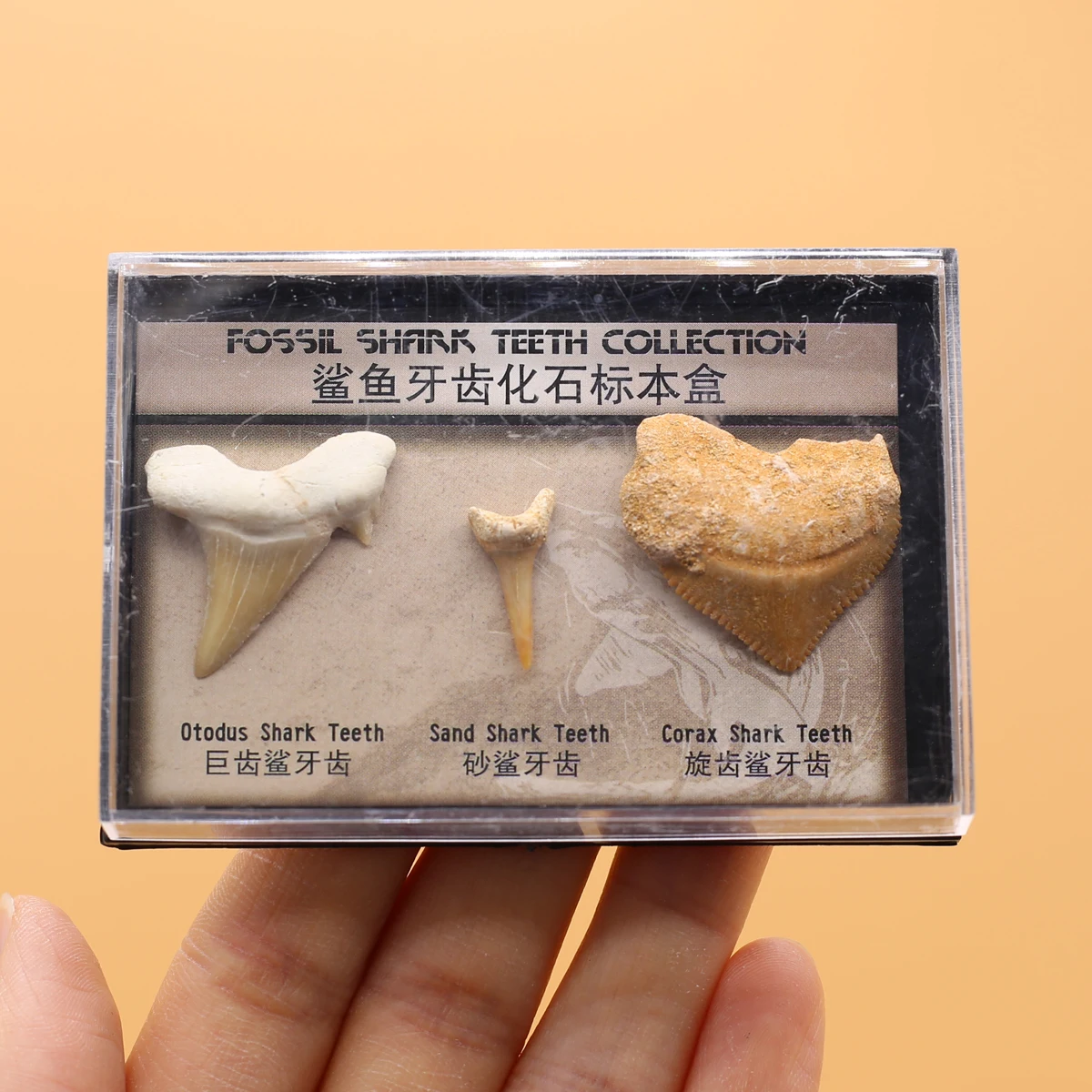 

3PCS Natural Animal Fossil Shark Tooth Fossil Mineral Specimen Collectible Crafts As A Gift Decorative Pendant