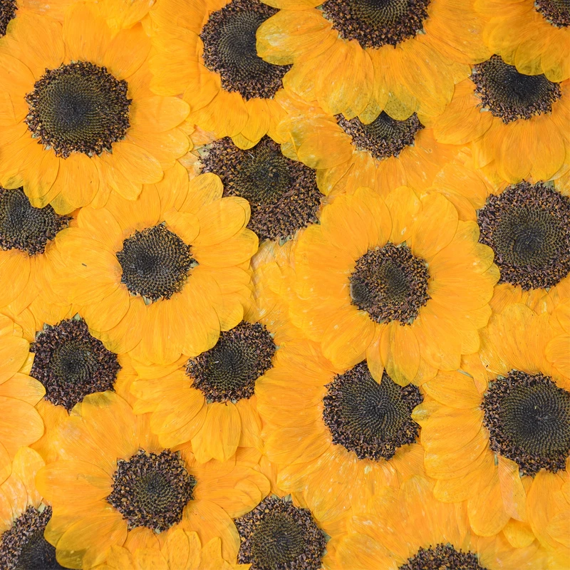 Large Dried Sunflower True Plants For Child Specimens Puzzle 10 Pcs Free Shipment