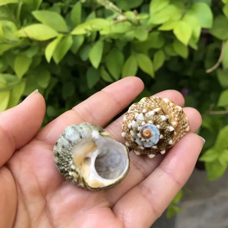 Натуральная раковина ракушка сменный запасной краб специальная рулон аквариум