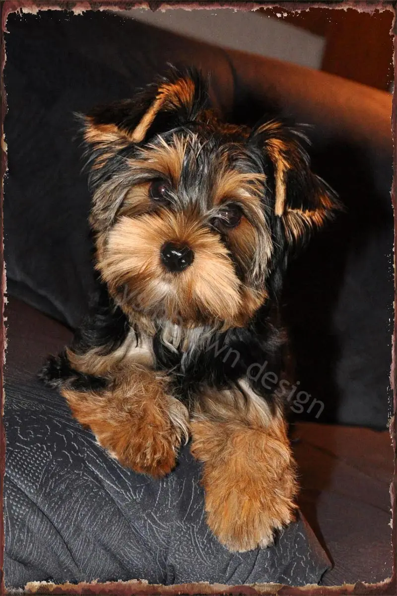 

Милый Йоркширский терьер, щенок, винтажный металлический знак, жестяной знак, оловянные пластины, Настенный декор в стиле ретро для искусст...