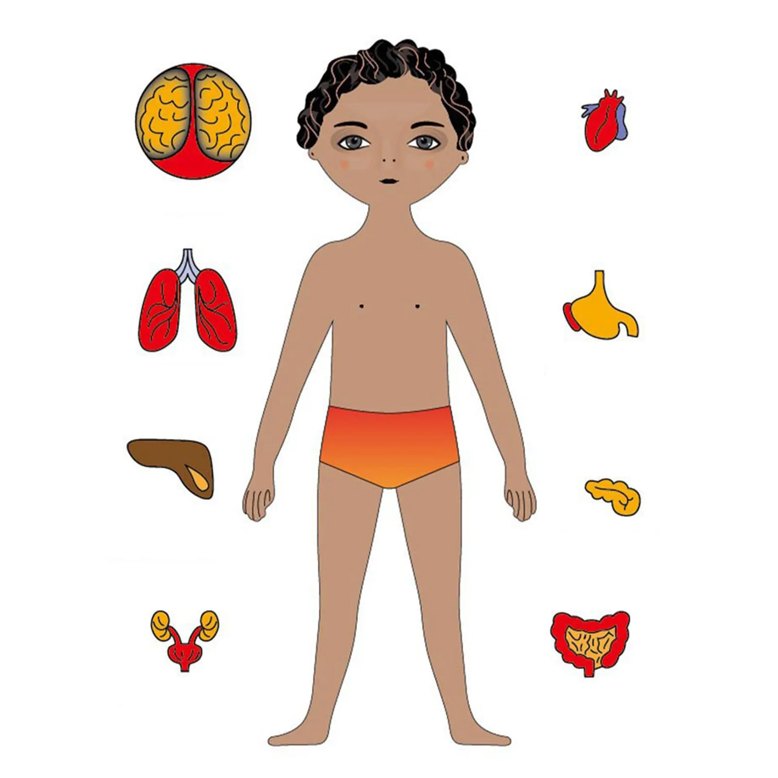 

Wooden Human Body Puzzle For Kids Wooden Human Body Puzzle For Kids Toddlers Wooden Puzzles Human Anatomy Play Set Educational