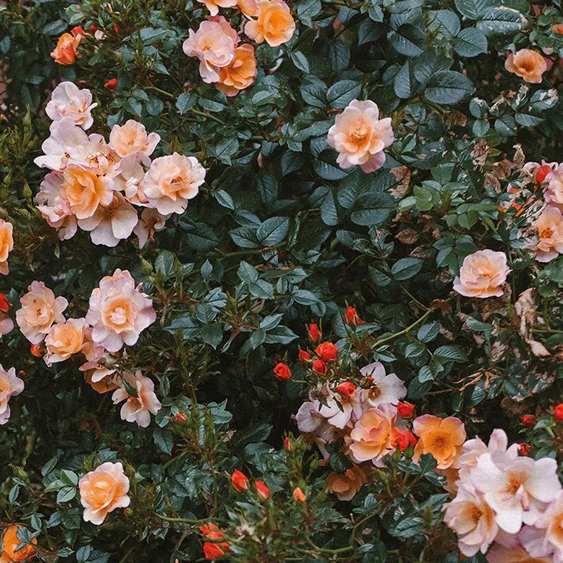 Фото Винтажный постер с цветочным рисунком Rambler Rose на холсте - розово-оранжевая живопись с дикими цветами для домашнего декора №5