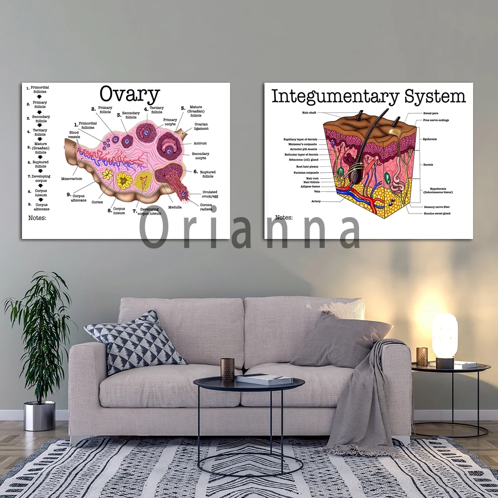 

Integumentary System Ovary Spinal Cord Anatomy Simple Home Decor Wall Art Canvas Painting Hd Print Poster Anatomy Medical Gift