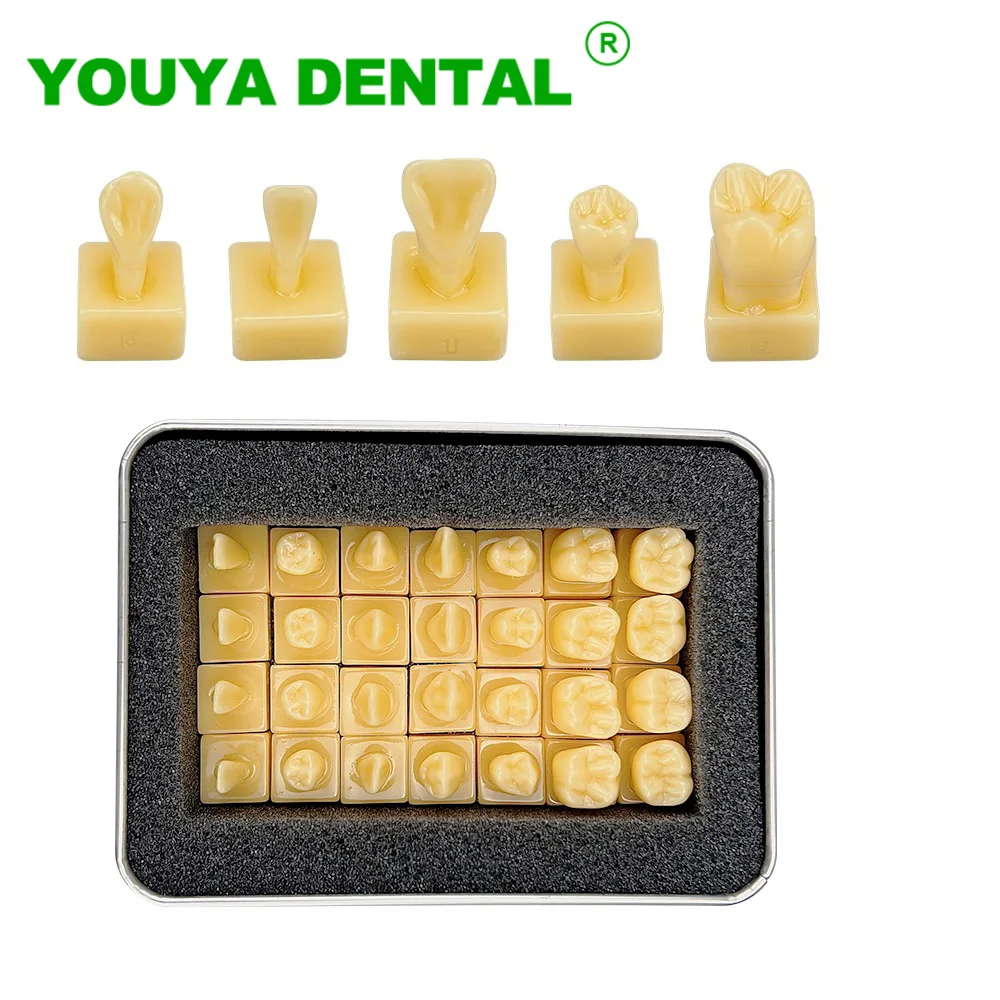 

28pcs Dental Model Carved Teeth Model Resin Simulation Tooth Model Dentist Carving Comparison Pit Fissure Caries Models