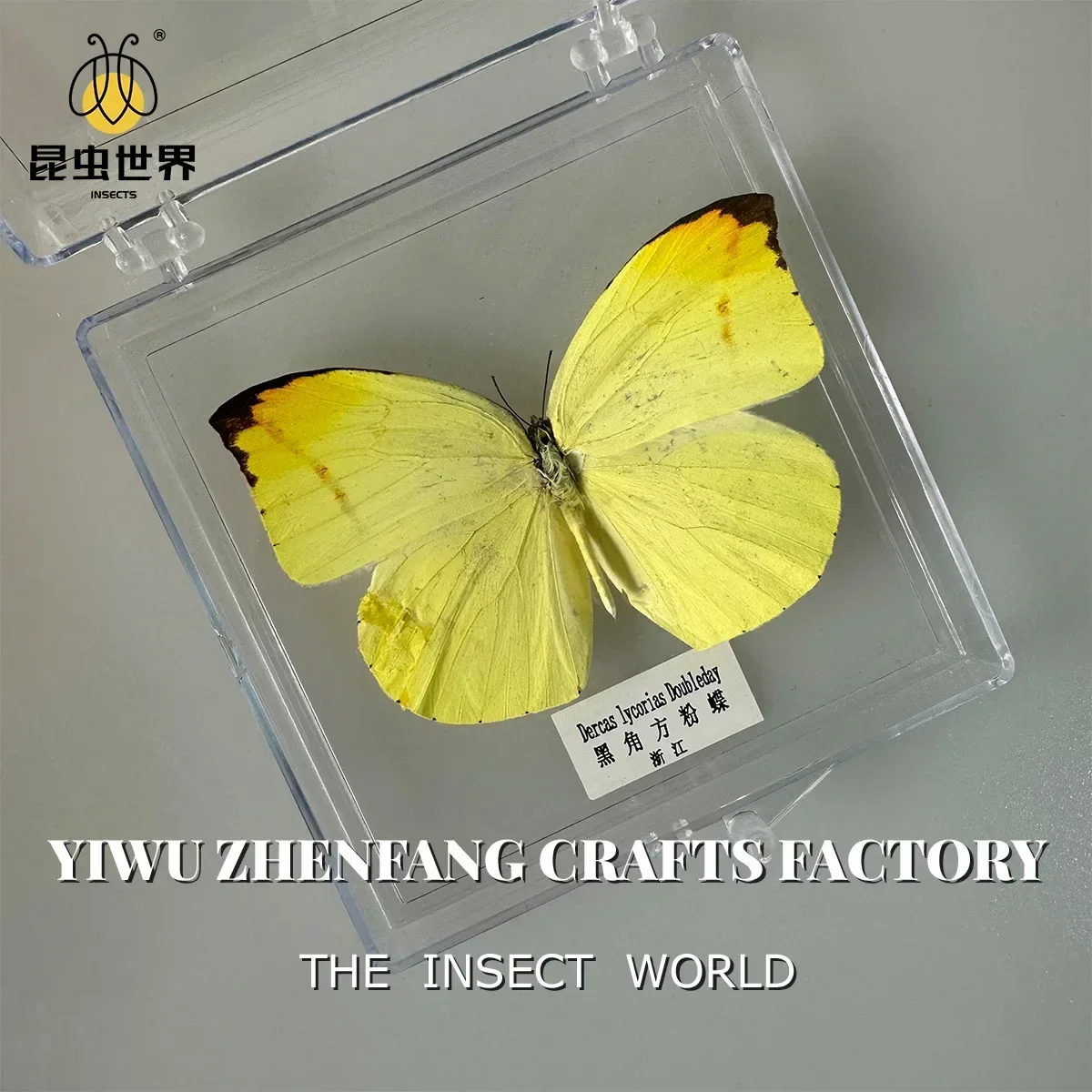 9 шт. натуральная настоящая коробка для образцов бабочки красочная смешанная