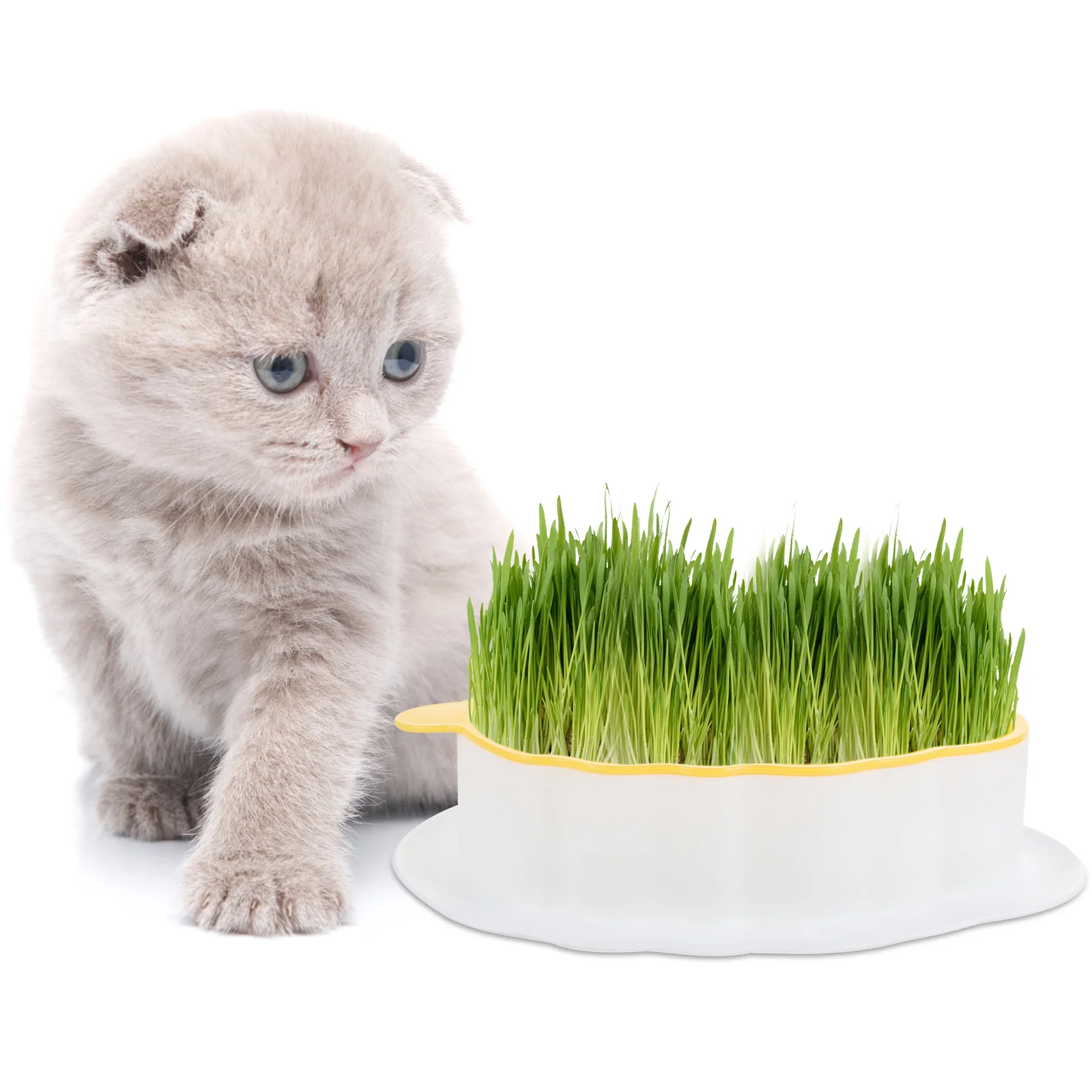 

Container Plants Pets Practical Cat Grass Planter Pot For Home Color Contrast Hydroponic Plastic Creative Household Catnip