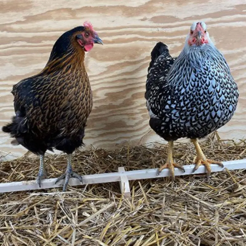 

Chicken Frame Wood For Catching Chewing Playing Parrot Shelf Lightweight Balancing Standing Frame Non-slip