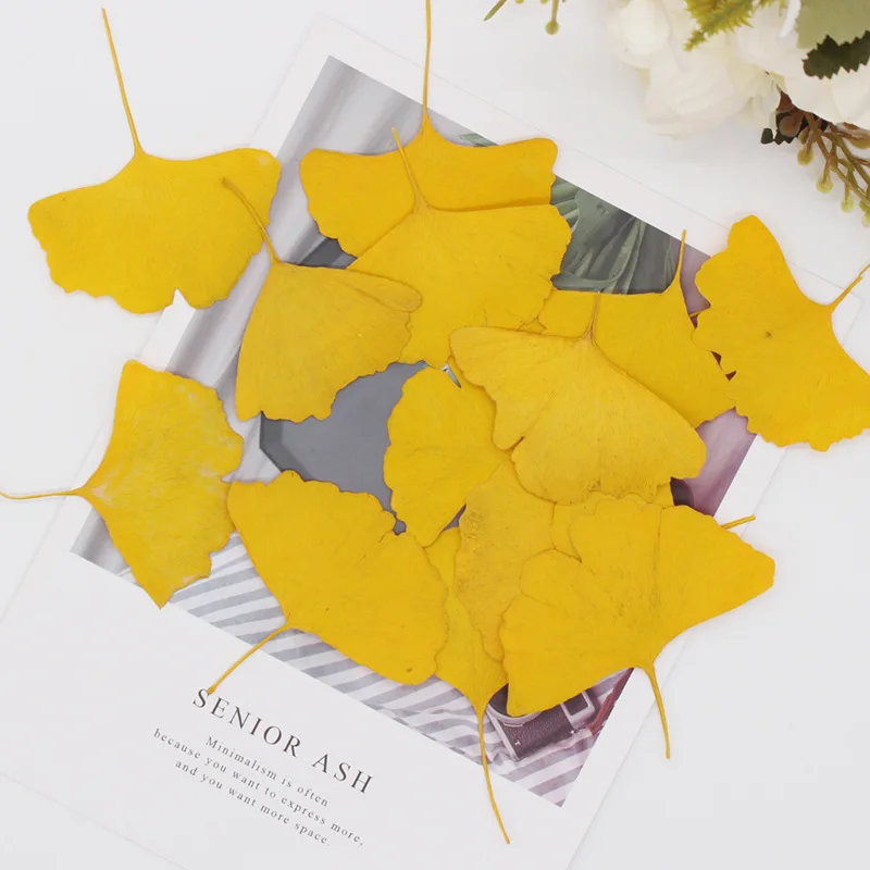 

Dried Plant Leaf Pressed Flower Ginkgo Biloba Specimen Diy Handmade Photo Frame Bookmarks Resin Phone Case Soap Candle 12pcs/bag