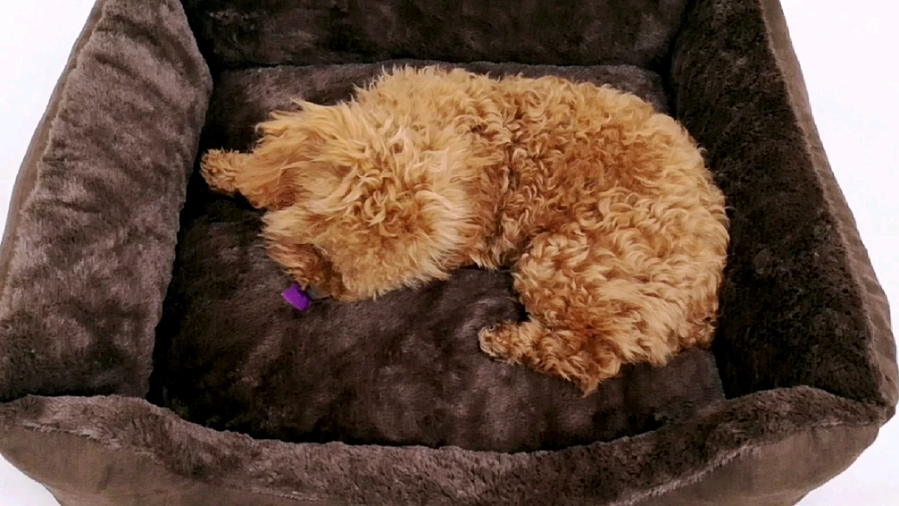 

Yangyang Pet large dog beds for sale odm dog crate beds