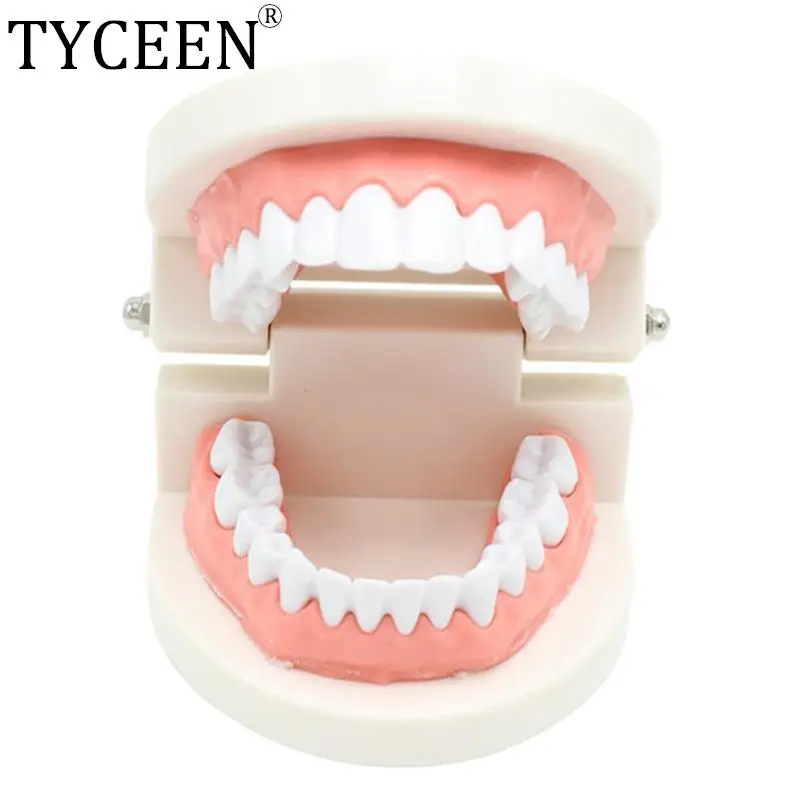 

Стоматологическая стандартная модель зубов, мягкие десны для 28 зубов, модель стоматолога для обучения, модель зубной щетки для детского сада, стоматологическая лаборатория, кариес