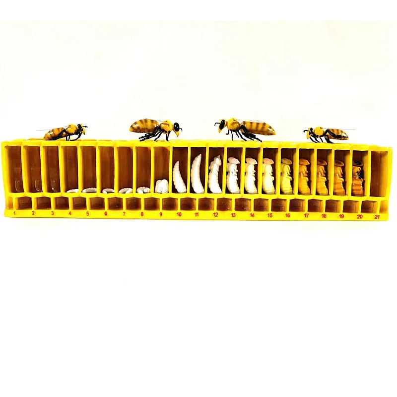 Форма для обучения пчеловодству с большим жизненным циклом форма из