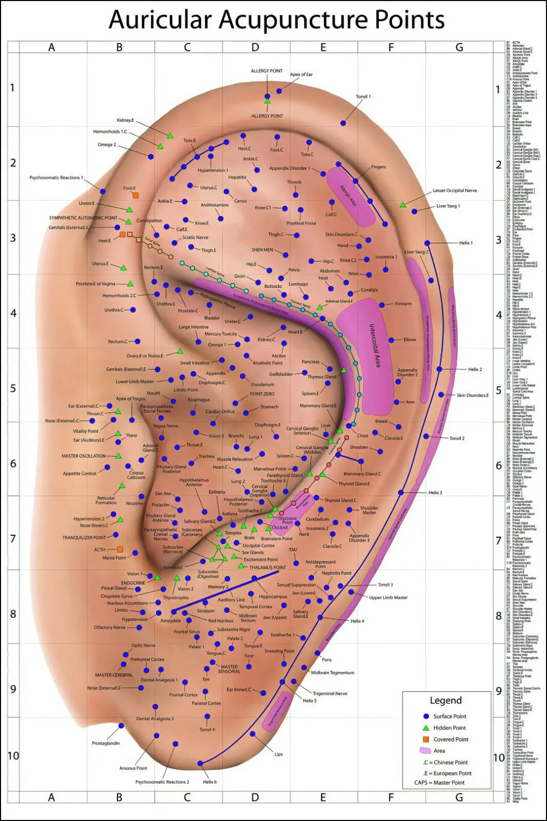 

EAR AURICULAR REFLEXOLOGY ACUPUNCTURE POINT DIAGRAM ANATOMY CHART Art Picture Print Canvas Poster Home Wall Decor