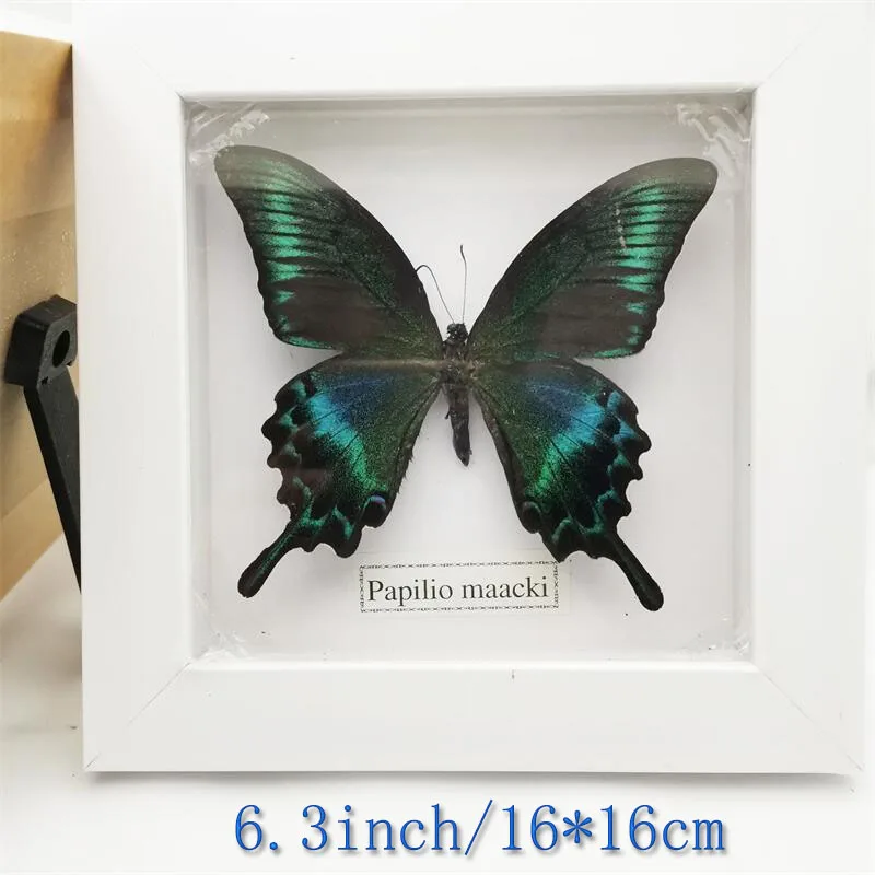 

Fixed Spread Wings Butterfly Real Specimens Photo Frame Indoor Decoration Home Decorations Insect Sample Figurines Desk Decor