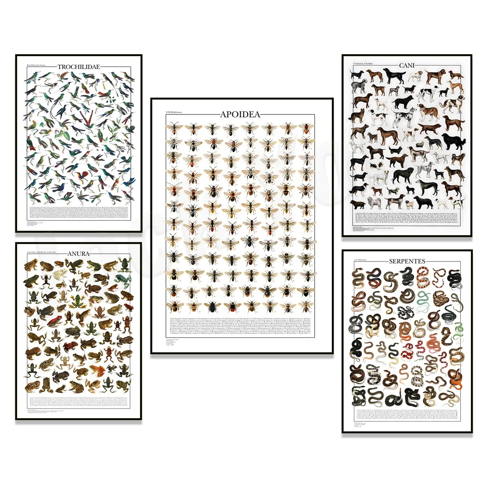 Колибри змея лягушка пчелиный животный узор виды змеи постер с птицами знаний