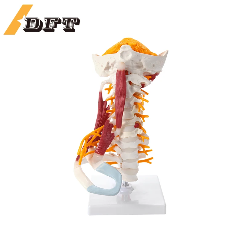 

Human cervical spine model with muscle nerve brain stem occipital spine spine medical teaching skeleton model is detachable