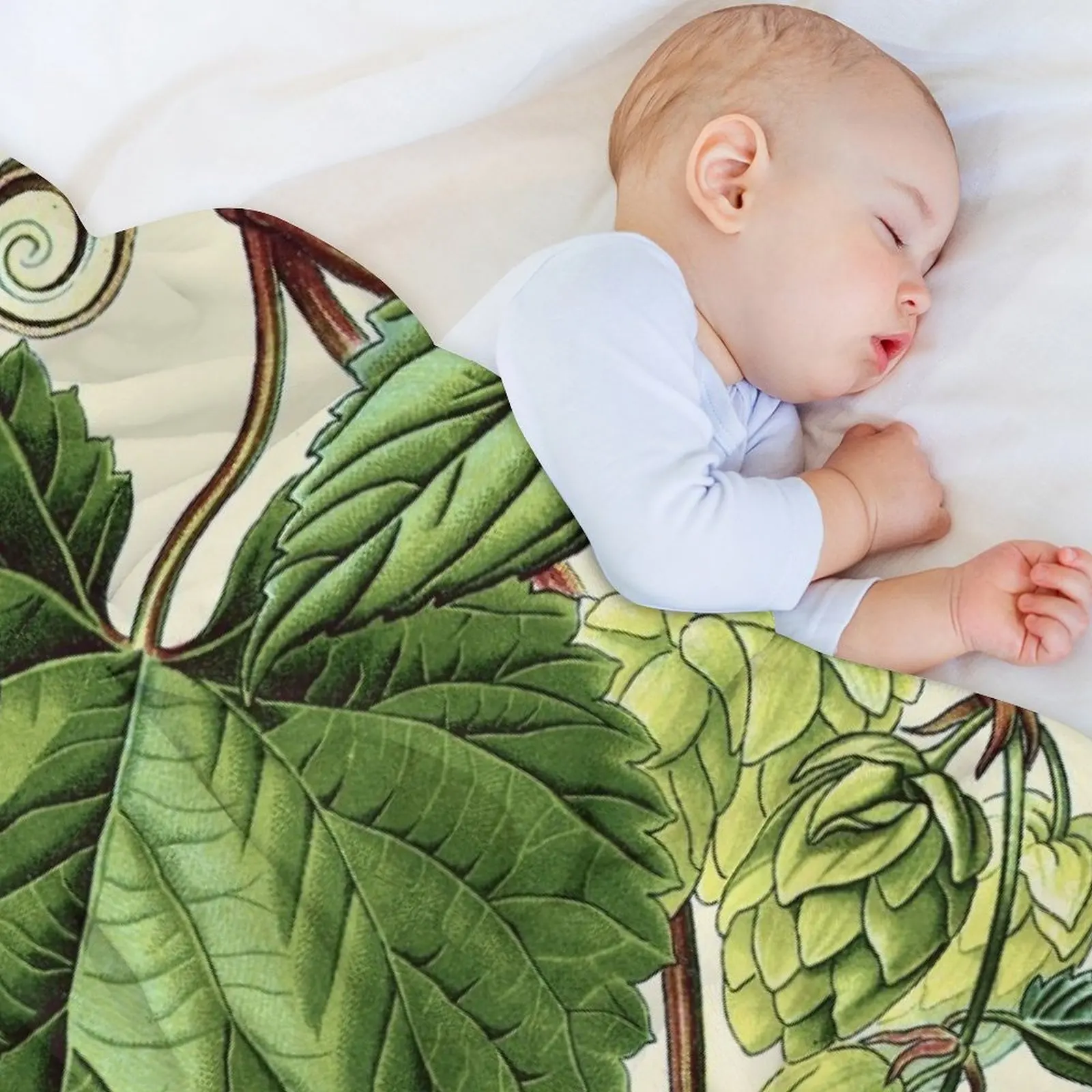 Humulus lupulus (обычный хоп или хмель)-винтажное растительное иллюстрационное