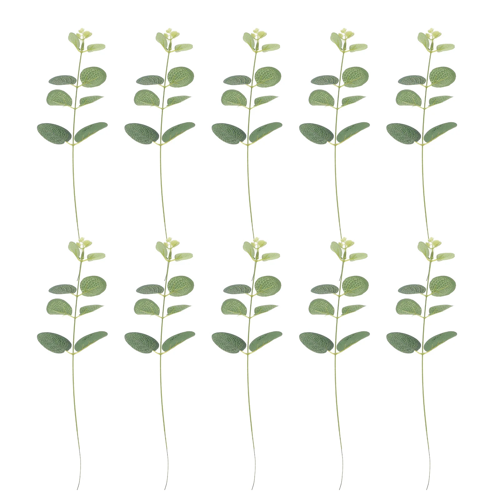 

10 шт., эвкалипт