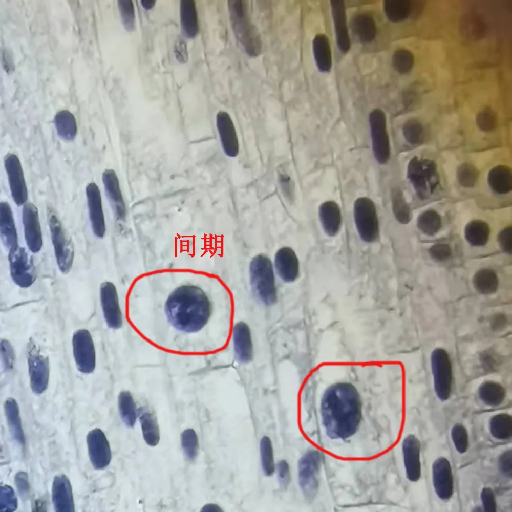 Набор из 5 предметов для изучения Биологии растений | Канцтовары офиса и дома