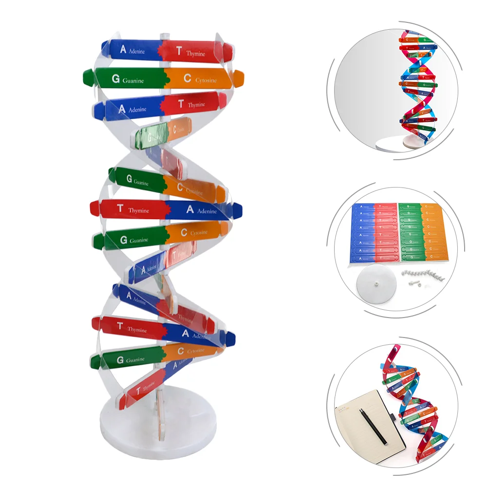

Модель ДНК научная игрушечный набор завитка двойная сборка учебные пособия Обучающие Детские молекулярные игрушки научный классный резер...