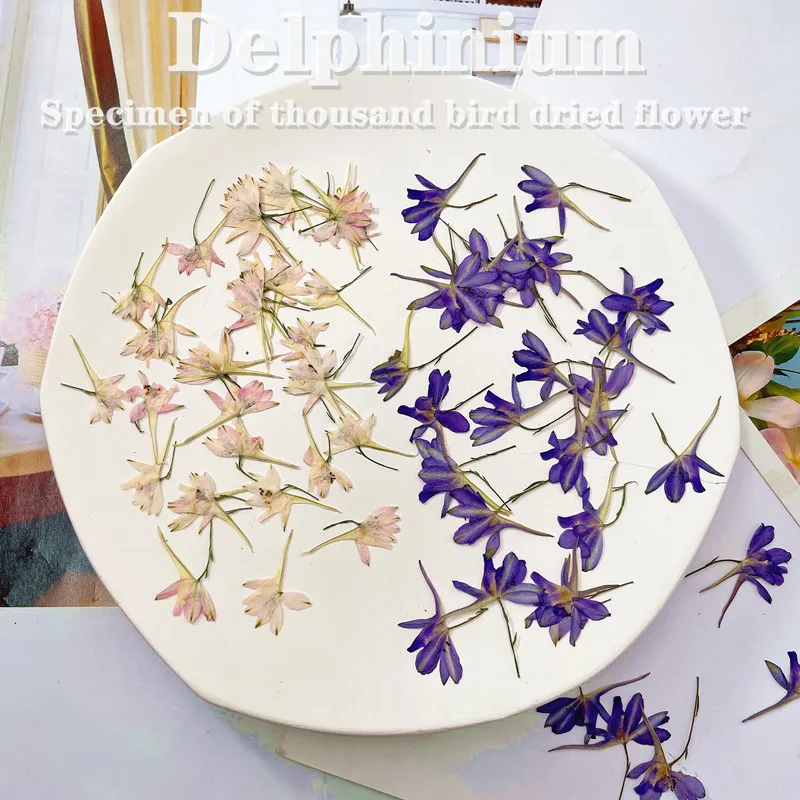

Natral Dried Pressed Flower Delphinium Grandiflorum Plant Diy Resin Phone Case Jewelry Soap Making Handmake Home Decor 12pcs/bag