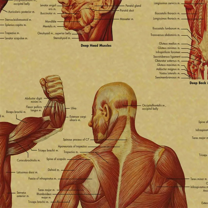 Винтажная Анатомия физиология плакат структура тела Скелет принты Ретро орган