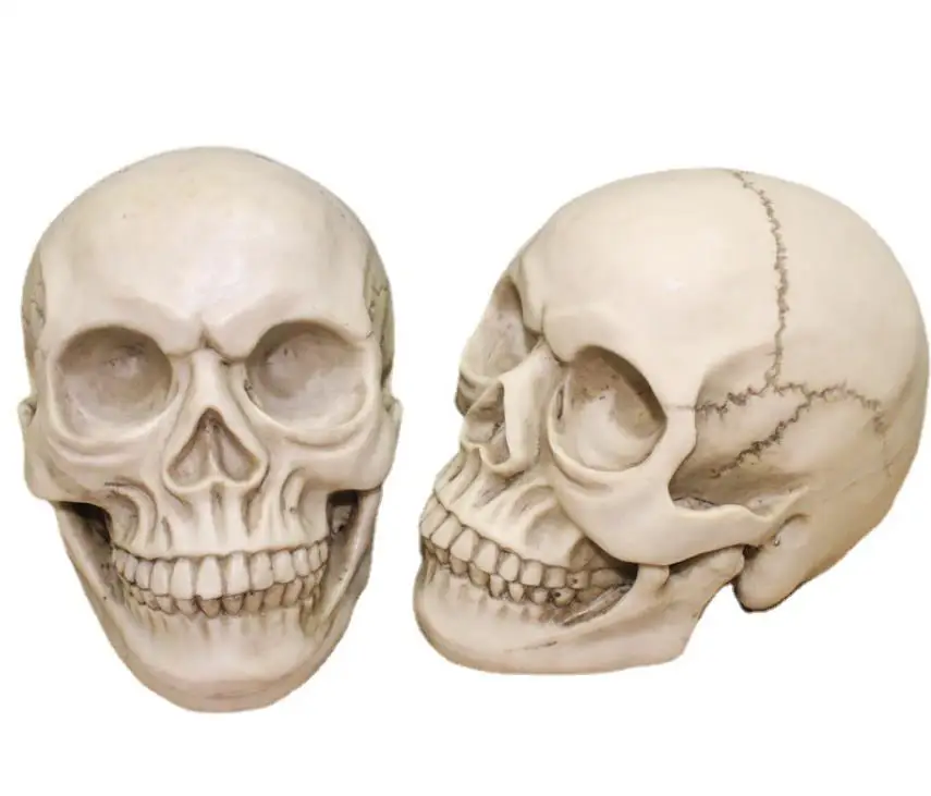 

Skull Head Halloween Party Decoration Resin Realistic 1:1 Human Head Skull Anatomical Teaching Props Skeleton Model Large 10pcs