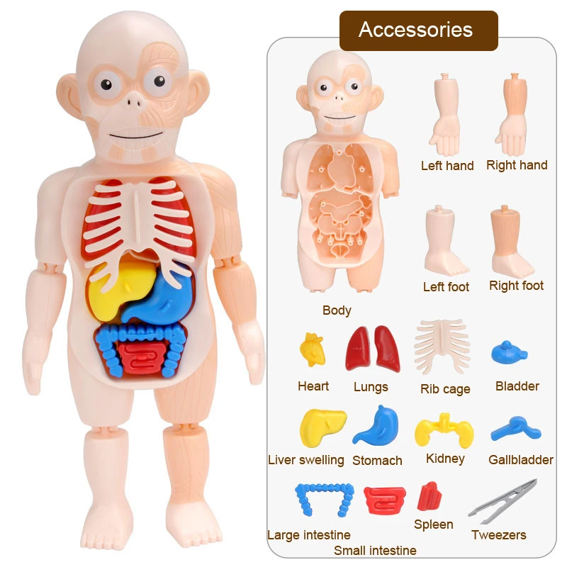

Kid Montessori 3D Puzzle Human Body Anatomy Model Educational Learning Organ Assembled Toy Body Organ Teaching Tool For Children