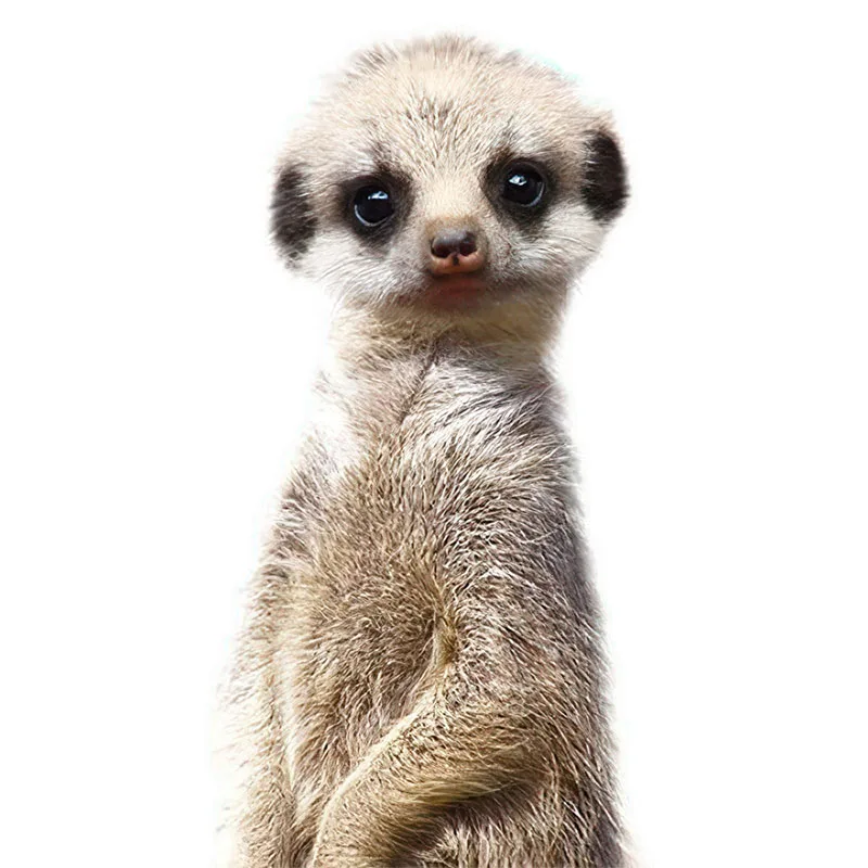 

Настенная наклейка Т164# Кролик