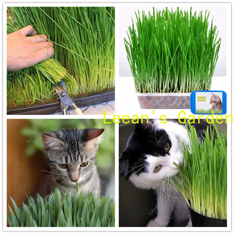 

Язычок, бесплатная доставка, 1000 шт., искусственная зернистая пшеничная трава, мятный запах, превосходная еда для кошек. Ваш питомец Легко расти