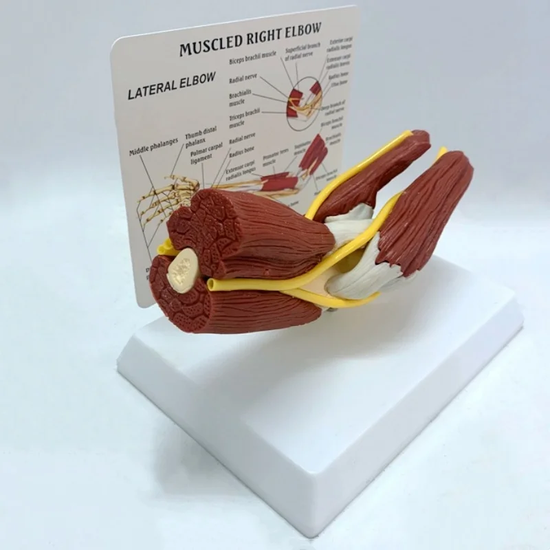 1:1 модель связки мышц кости руки модели локтевого сустава