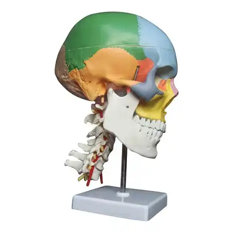 Анатомический скелет человека анатомическая модель для продажи Череп с цветными костями шейный позвонок бежевая скульптура медицинские п...
