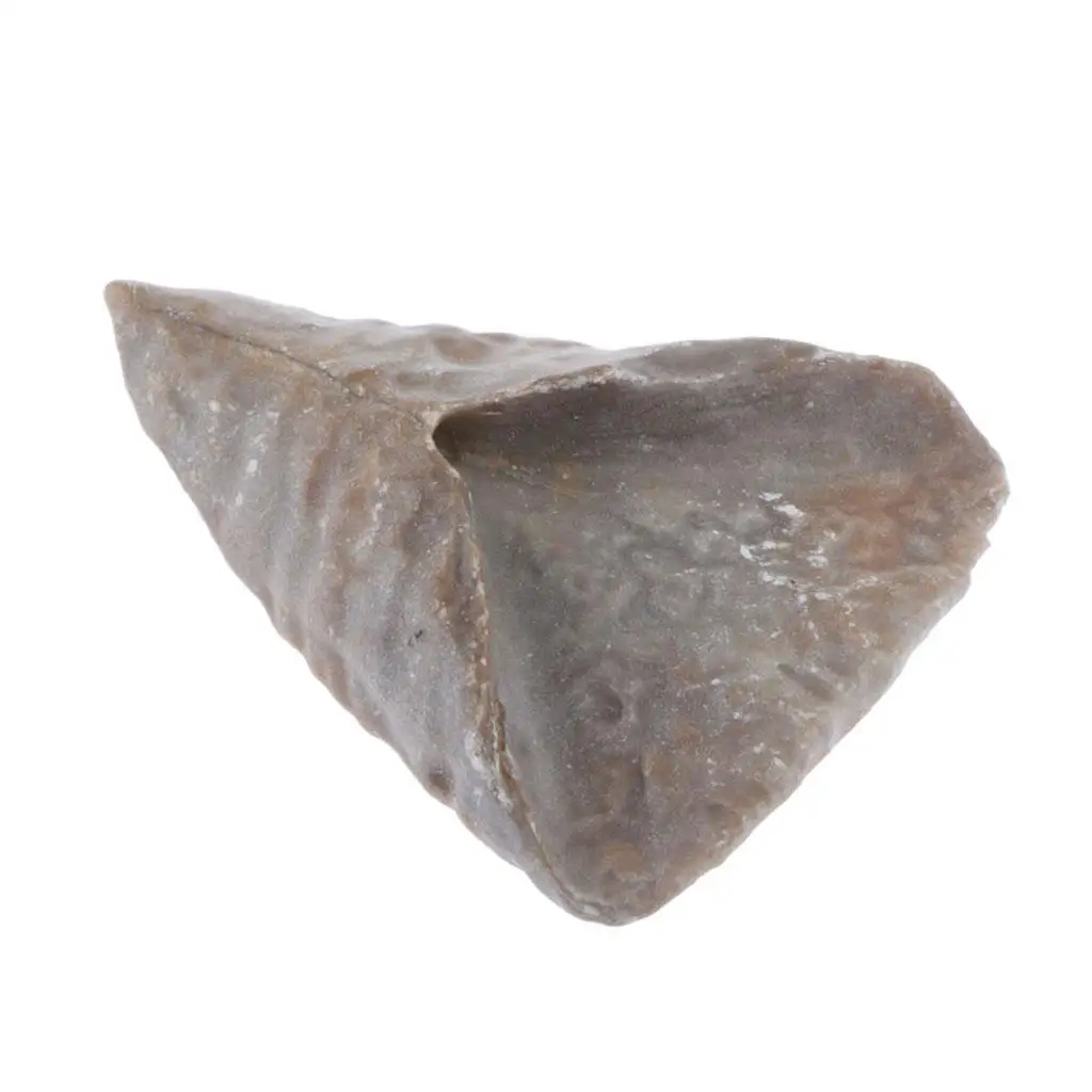 

Natural Calceola Coral Fossil Coralline Fossil Specimen Educational Toys