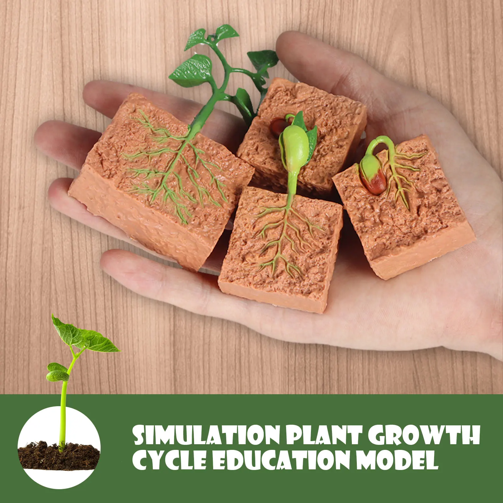 

4 шт. моделирование зернохранилище жизненный цикл цифры роста на сцене модели игрушки для детей биологии развивающая игрушка учебных пособ...