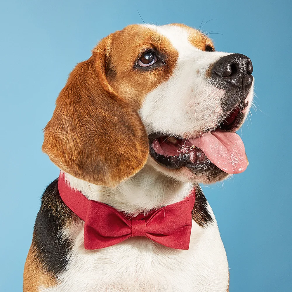 Регулируемый липучка для домашних животных формальный галстук смокинг