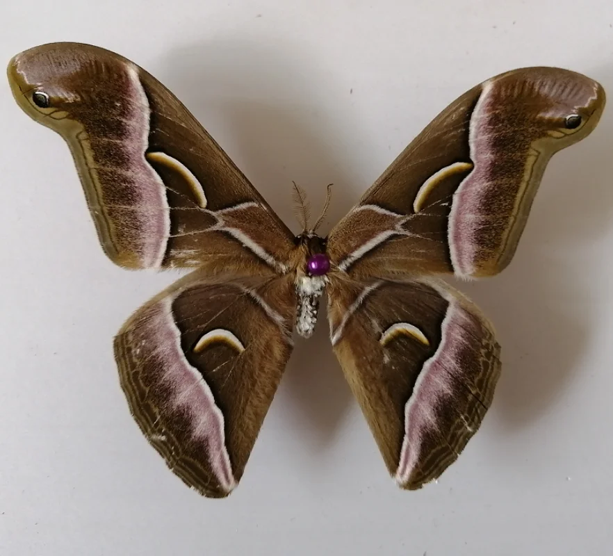 

Ailanthus davidii, Samia wangI (Naumann et peigler), butterfly specimen, moth insect specimen