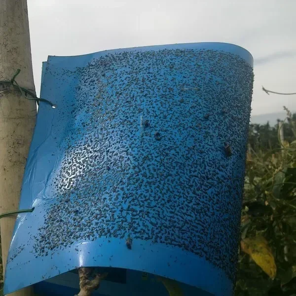 5/10/20 шт. клейкая лента-ловушка для фруктов