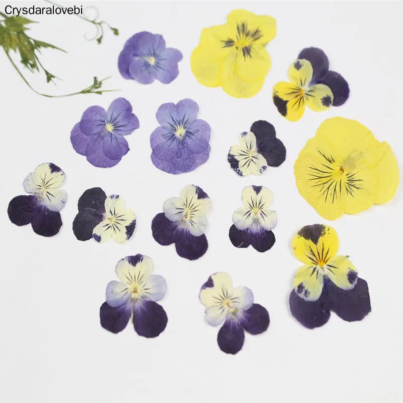

120pcs Dried Pressed Purple Yellow White Pansy Corydalis Suaveolens Hance Flower Plants Herbarium For Jewelry Postcard Making