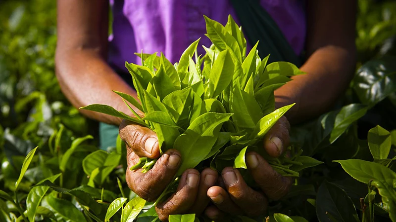 Упражнения для ягодиц в Западной Африке 30 мл |