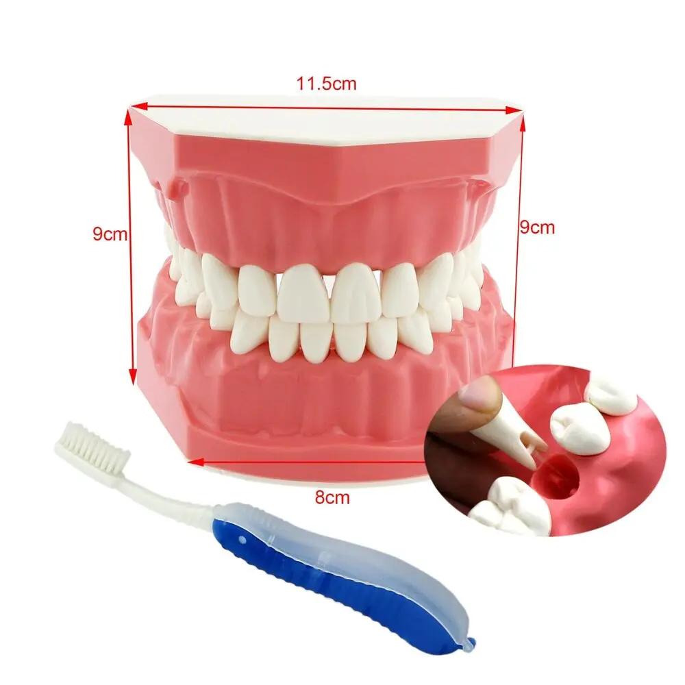 

Dental Typodont Teeth Model Brushing Flossing Practice Teach Demo 1.2 Enlarge