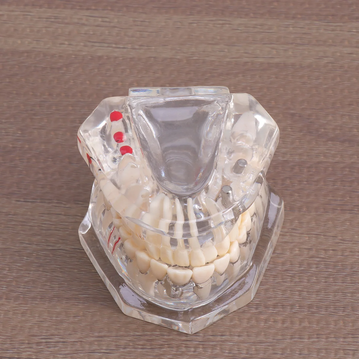 

1pc Oral Model Detachable Practical Removable Resin Simulation Teeth Oral Model for Practice Teaching Education Study
